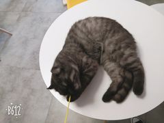 -团子家猫咪猫咖馆·柯基·柯尔鸭