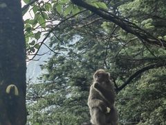 -峨眉山风景名胜区