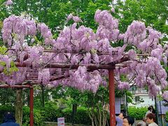 -嘉定紫藤园