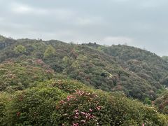 -贵州百里杜鹃风景名胜区