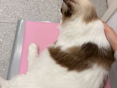 -四月宠物医院·猫专科·心脏专科·内科(转塘店)