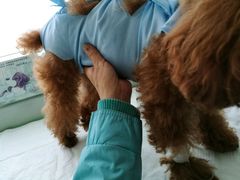 -康旭宠物医院(郑州总院)