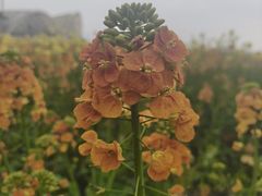 -中国天府农业博览园