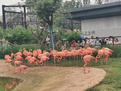 -武汉动物园
