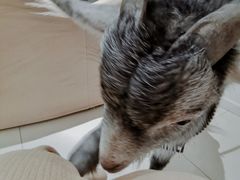 -怪兽屋·羊驼·猫咖·狗咖(俊华广场店)