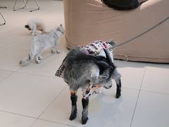 -怪兽屋·羊驼·猫咖·狗咖(俊华广场店)