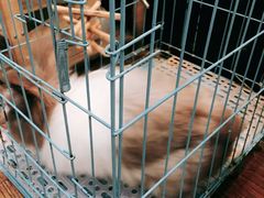 -志龙皇冠吃货椰子铺