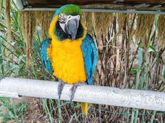 -西霞口神雕山野生动物世界
