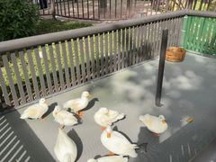 -熊猫自助餐厅.萌趣城堡(长隆熊猫酒店)