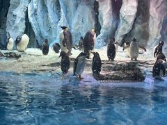 -帝企鹅自助餐厅•儿童岛•真企鹅(长隆企鹅酒店)