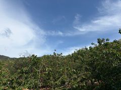 -北宅大永樱桃采摘基地(崂山总部)