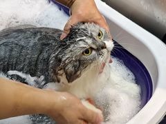 -PETKIT小佩宠物·低压洗护(国顺东路店)