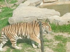 -上海野生动物园