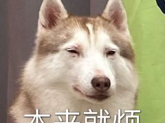 -星多哈·狗咖·拼豆·咖啡
