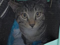 -博特宠物医院24h犬猫全科.骨科·异宠