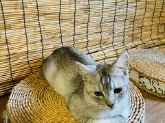 -楼上猫咖(罗湖店)