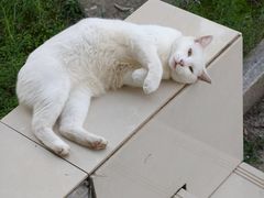 -上海市农业科学院动物（宠物）医院