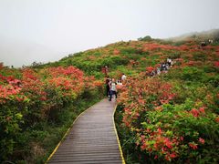 -大围山国家森林公园