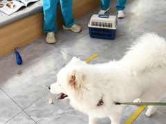 -pd派德宠物中心医院24H急重症·眼科中心·血液透析中心(嵩山北路店)