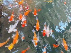 -南宫五洲植物乐园