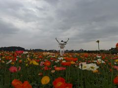 -空港花田景区