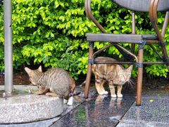 -星巴克(深圳前海企业公馆店)