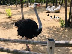 -大连森林动物园