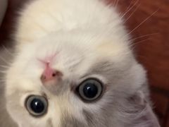 -欣宠猫屋·矮脚拿破仑·蓝金金渐层