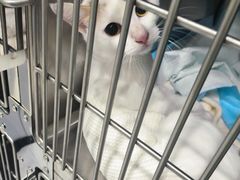 -艾吉宠物医院·疑难杂症转诊中心·猫友好(碧江路院)