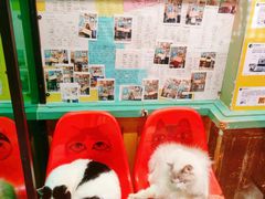 -猫咪博物馆(顶澳仔猫街店)