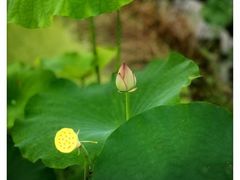 -红山村