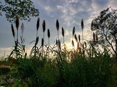 -白鹭湾湿地公园