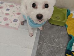 -芭比堂动物医院·CT·微创中心(新顺分院)