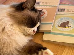 -有猫儿腻咖啡厅.猫咖