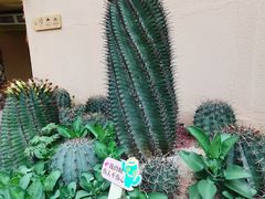 -正佳雨林生态植物园