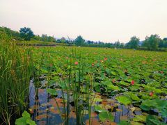 -羊亭河湿地公园