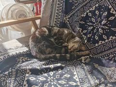 -平行世界·猫咖(首经贸店)