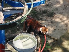 -西霞口神雕山野生动物世界