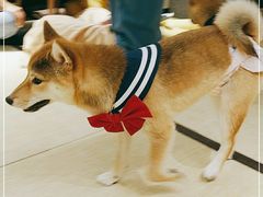 -逗柴咖啡屋·狗咖猫咖宠物桌游