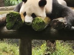 -都江堰中华大熊猫苑