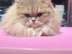 -FAELING PETS美天灵宠物(合生汇店)