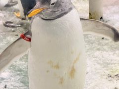 -大连圣亚海洋世界