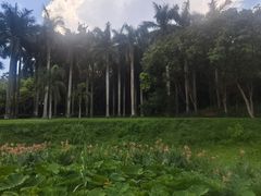 -莲花山公园