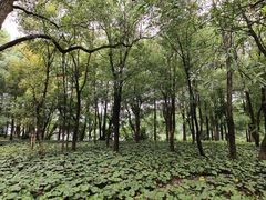 -东湖落雁景区