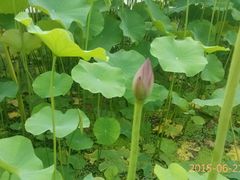 -白塘生态植物园