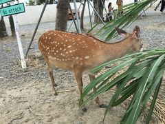 -鹿境梅花鹿生态园区