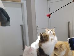 -More Fun猫咖 二十只万元加菲主题