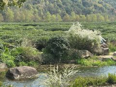 -中国茶叶博物馆(双峰馆区)