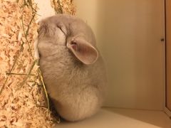 龙猫仔乐园(惠福东路店)-龙猫仔乐园(惠福东路店)