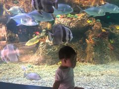 -沙沙哗啦海洋馆(华宇百花谷店)